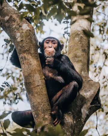 Chimpanzee Budongo Forest Uganda