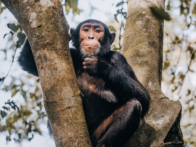 Chimpanzee Budongo Forest Uganda