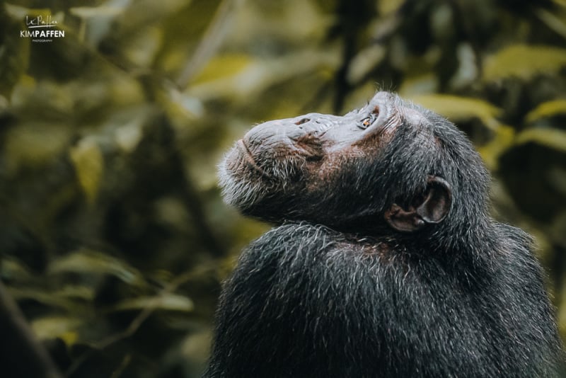 Chimpanzee trekking Murchison Falls Conservation Area