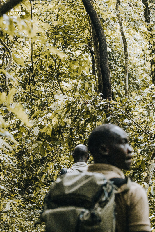 Budongo Rainforest Uganda