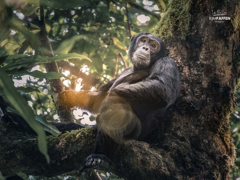 Chimpanzee Trekking Uganda