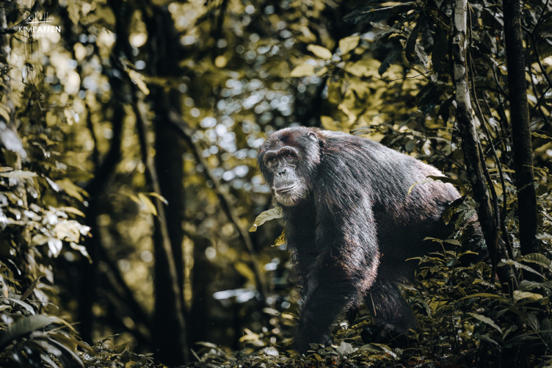Chimp tracking Kyambura Gorge Uganda