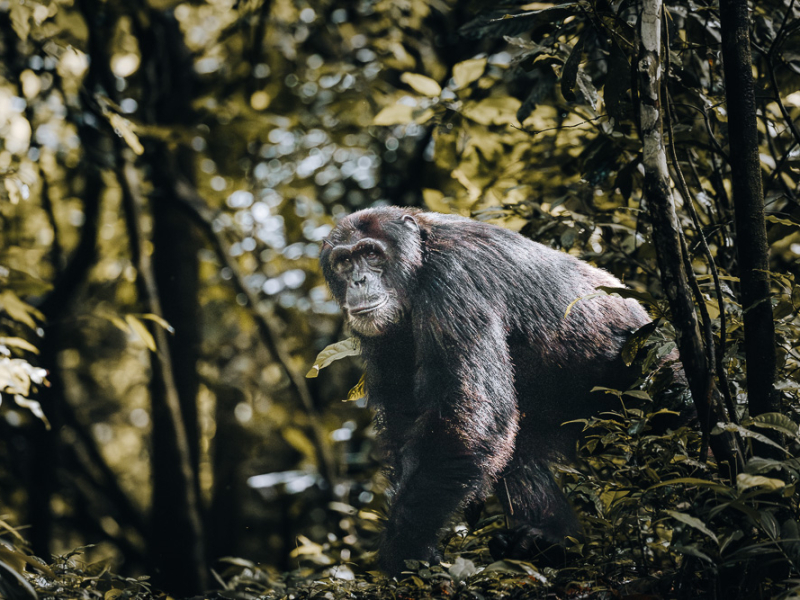 Chimp tracking Kyambura Gorge Uganda
