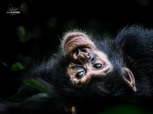 Chimpanzee trekking in Uganda Kibale Forest