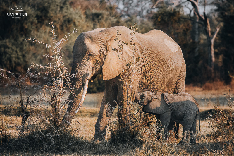 Chindeni camp is the best place to stay for safari in Zambia