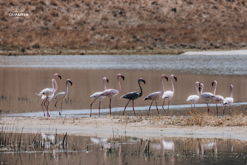 Chrissiesmeer Rare Black Flamingo