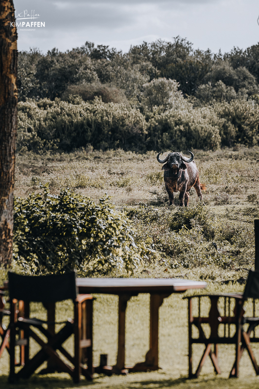 Spot buffalo at Chui Lodge garden