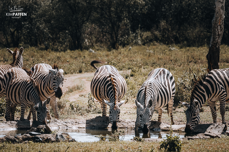 Chui Lodge Zebra drinking at waterhole