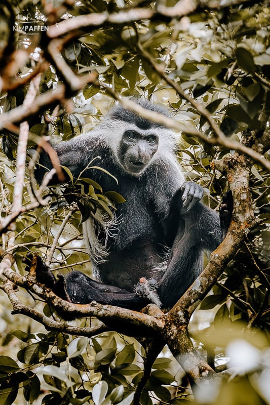 Visitor engaging with staff at Colobus Conservation education center