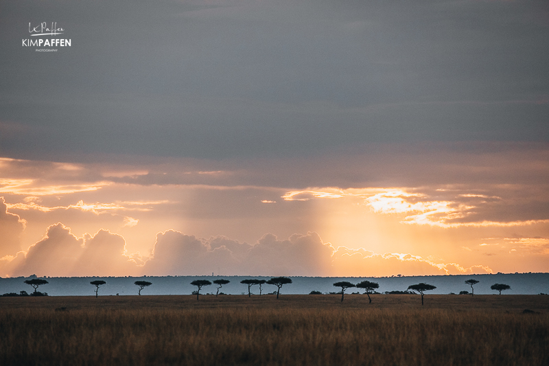 Desert Date Tree Silhouettes on the Mara Plains