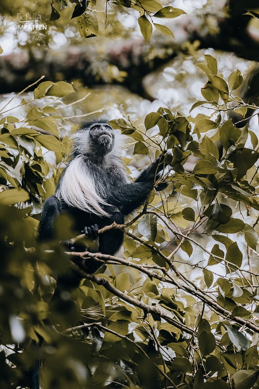 Colobus monkey near The Sands at Nomad as part of local conservation efforts