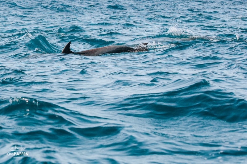 Zanzibar Dolphin Watching Tours