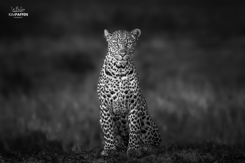 Editing in Safari Photography