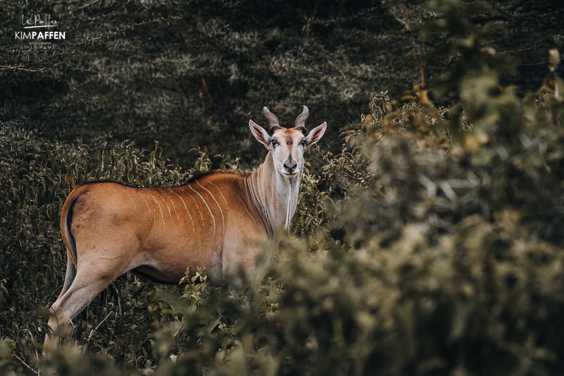 Eland Oserengoni Wildlife Sanctuary Kenya