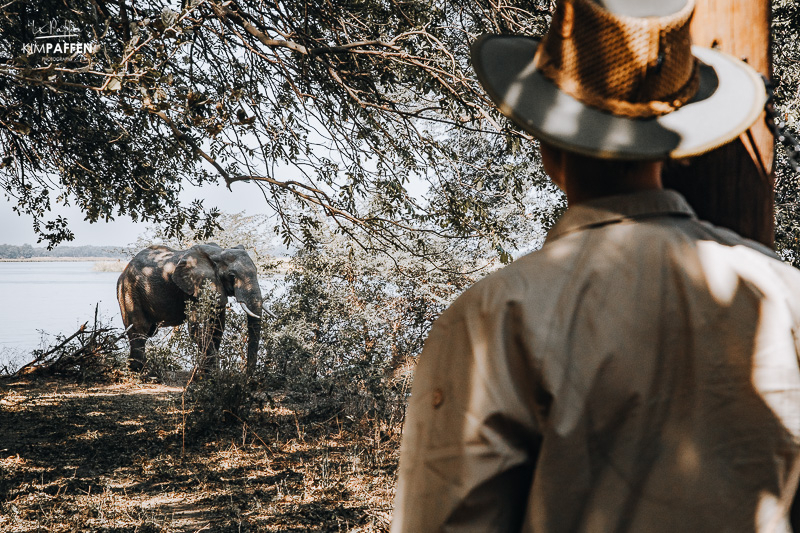 Elephants visit Chiawa Camp in Lower Zambezi Zambia