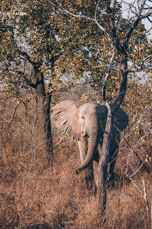 Elephant in Majete Wildlife Reserve Malawi