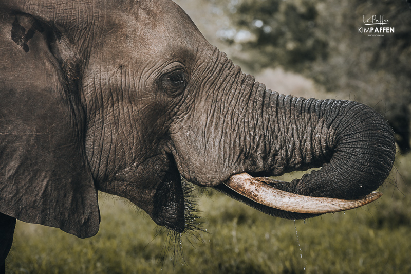 Elephant Close Up in Manyeleti Game Reserve Limpopo
