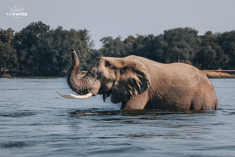 river crossing elephants in Lower Zambezi Zambia