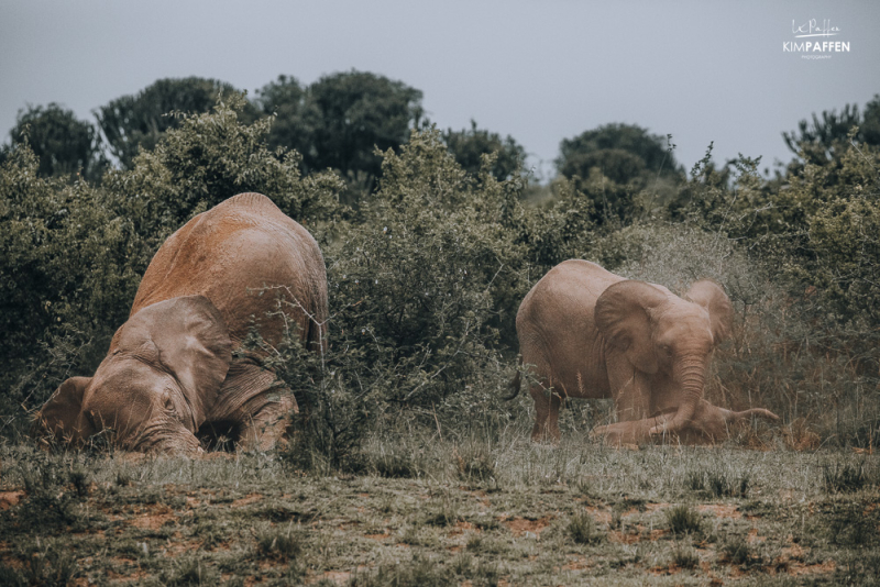 Spotting Elephants in Queen Elizabeth Park Uganda