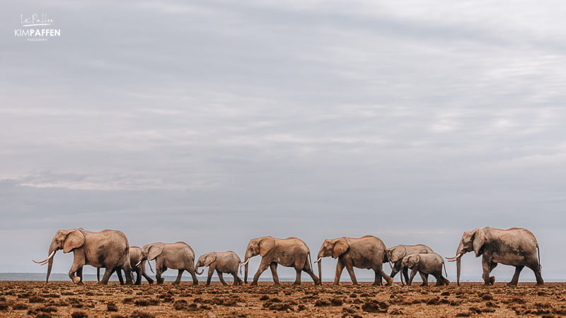 Elephants Amboseli and Kitirua