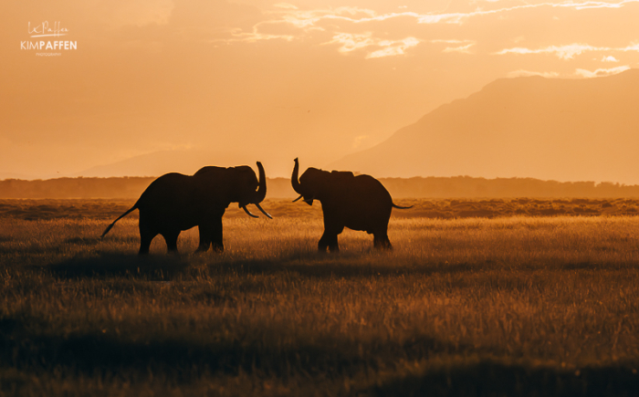 Elephant Silhouettes at sunset in Amboseli National Park Kenya captured by Kim Paffen