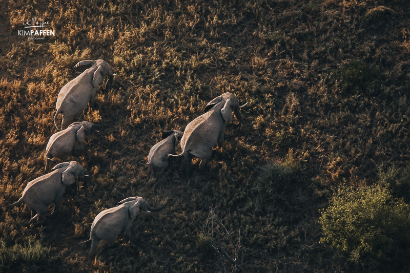 Wildlife on Serengeti Balloon Safari activity