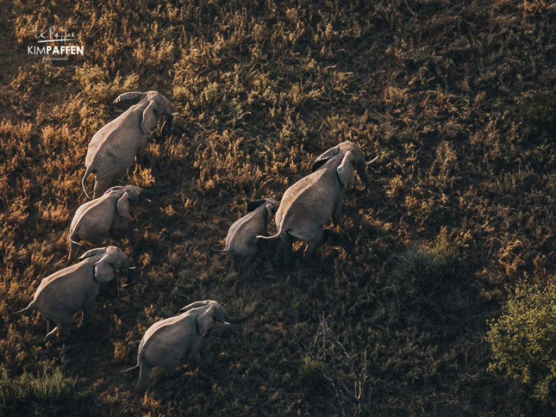 Wildlife on Serengeti Balloon Safari activity