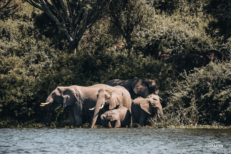 Elephants on Kazinga Channel Boat tour Queen Elizabeth National Park Uganda
