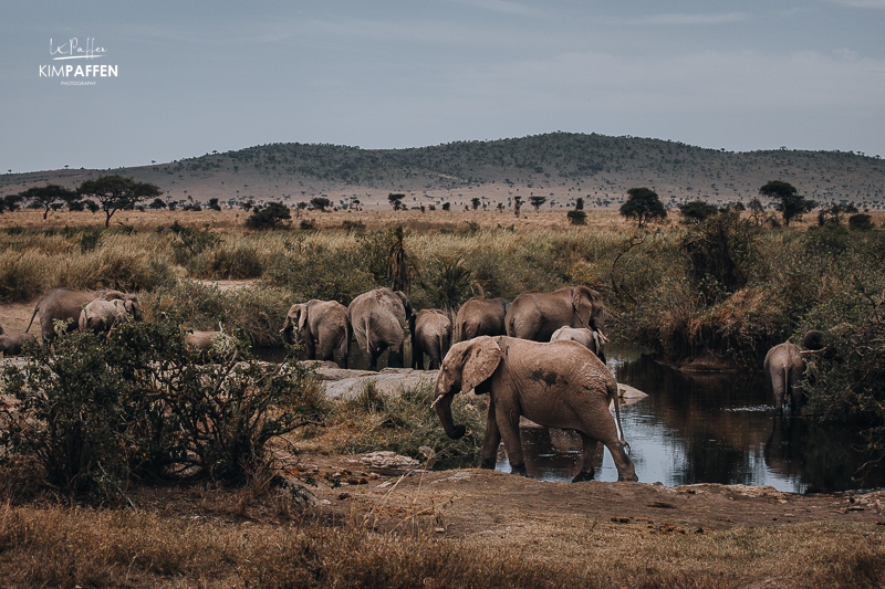 Elephants in Central Serengeti Serenora