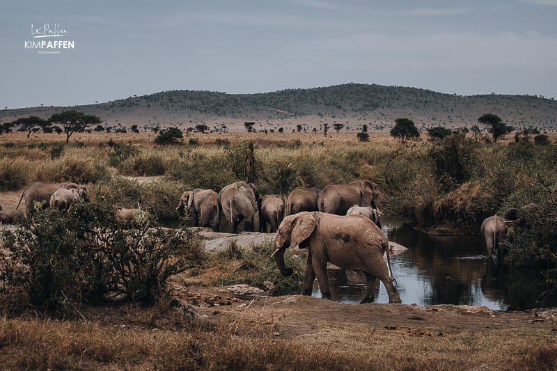 Elephants in Central Serengeti Serenora