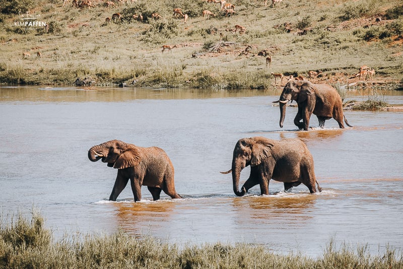 Elephants in Crocodile River at Crocodile Bridge Safari Lodge Kruger