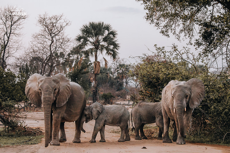 elephants at Mvuu Lodge Malawi