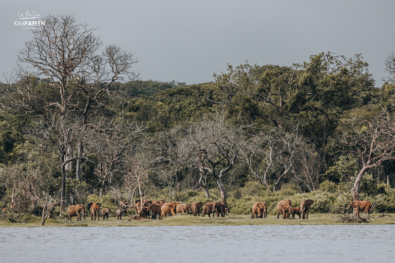 Elephants on Boat Cruise Murchison Falls