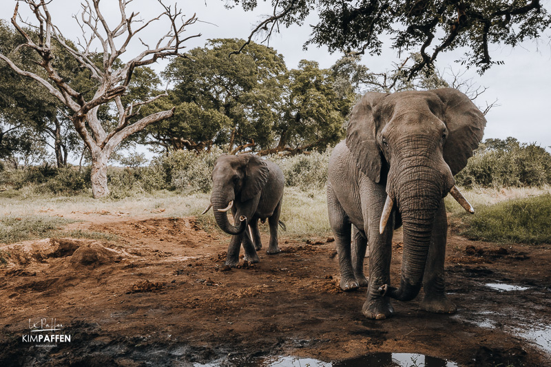 wildlife viewing in Manyeleti Game Reserve South Africa