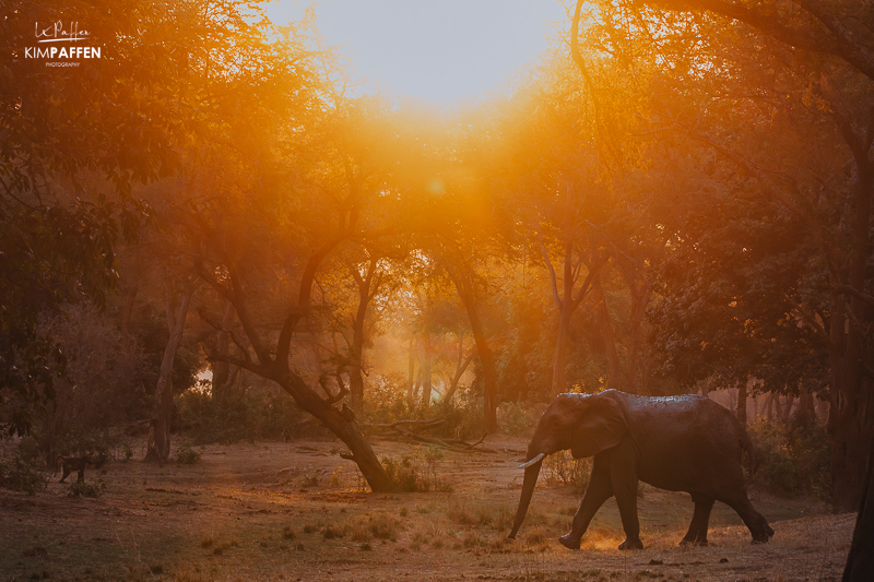 Elephants in Winter thorn forest Lower Zambezi Zambia