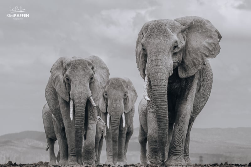 Wildlife photography in Amboseli Kenya