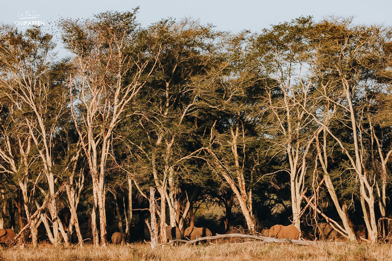 Fever Tree Forest Pafuri