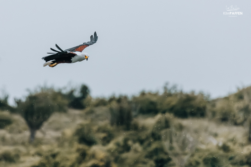 Birdwatching Kazinga Channel Queen Elizabeth NP Uganda