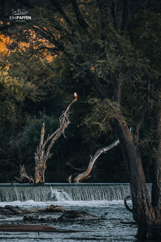 Birdlife of Limpopo captured in Limpokwena Nature Reserve