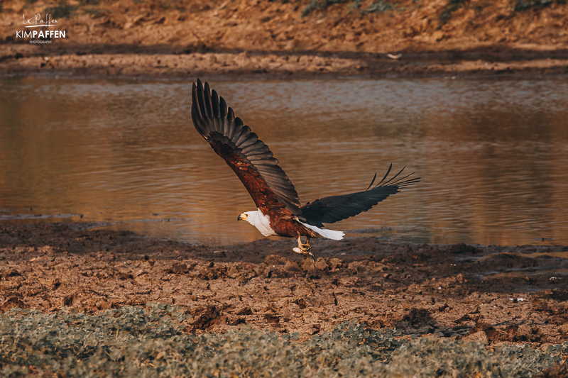 Fish Eagle South Luangwa Zambia