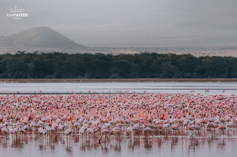 flamingos Amboseli Safari Kenya