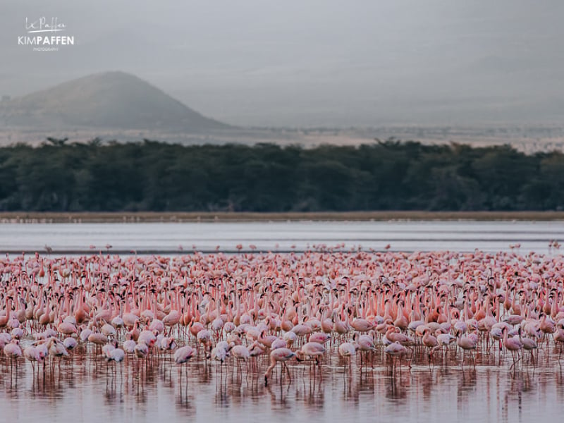 flamingos Amboseli Safari Kenya