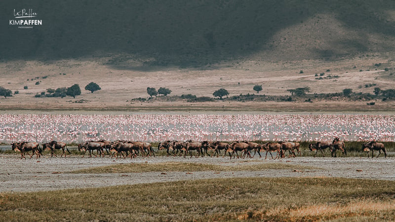 Flamingos Lake Magadi Ngorongoro North Tanzania