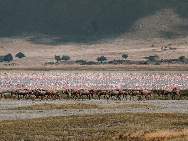 Flamingos Lake Magadi Ngorongoro North Tanzania