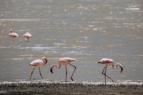 Flamingos Ngorongoro Lake Magadi