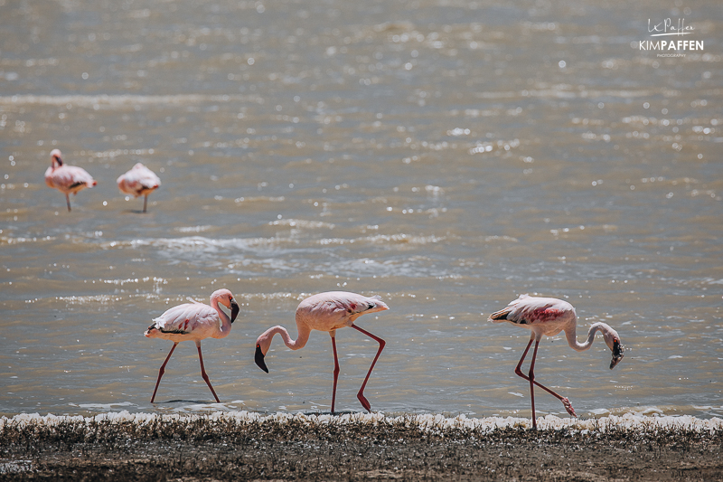 Flamingos Ngorongoro Lake Magadi