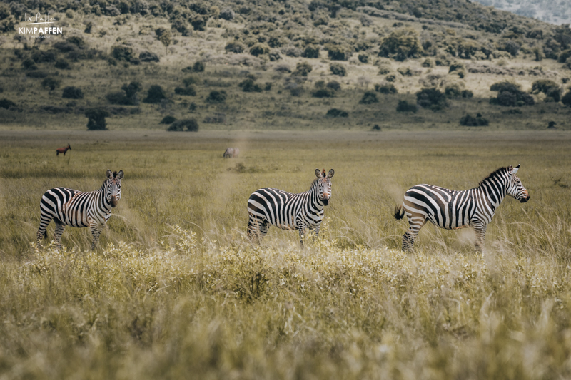safari in Akagera National Park