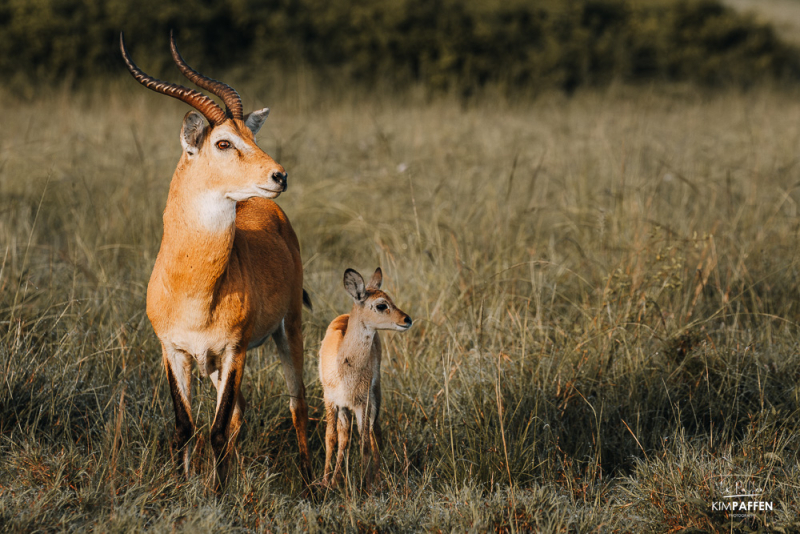 Ugandan Kob on morning game drive Kasenyi Plains QENP