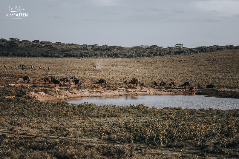 Game Drive Oserengoni Wildlife Sanctuary