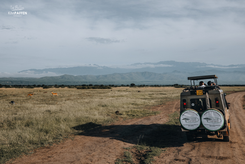 morning game drive in queen elizabeth np